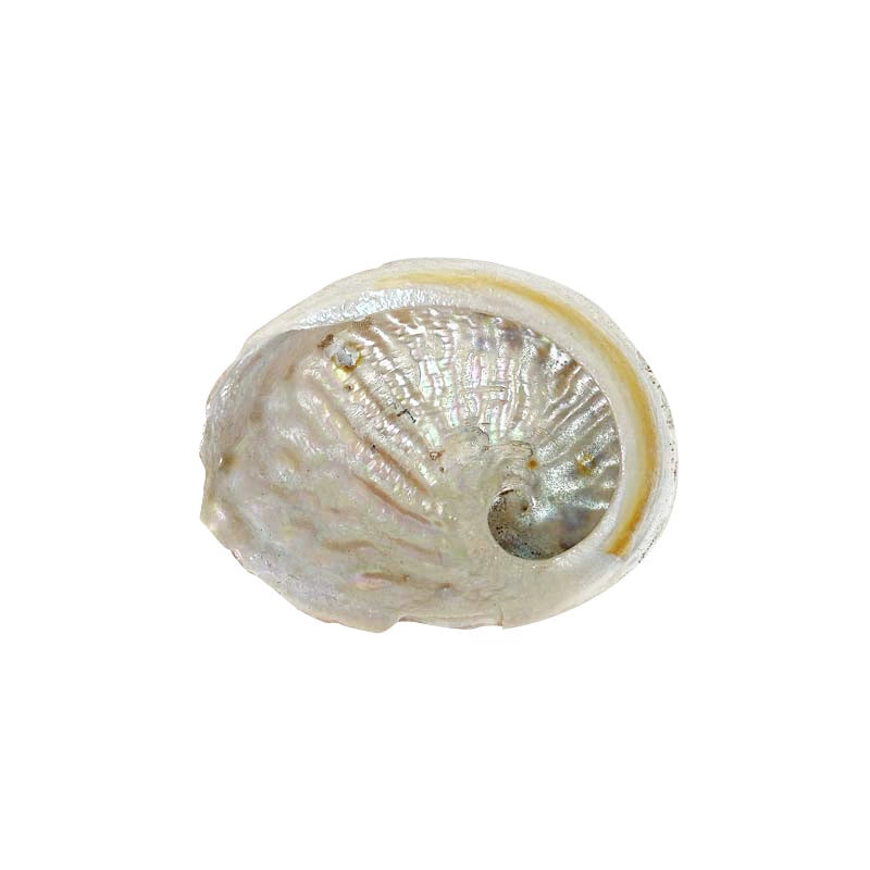 Salvia Abalone Shell from Australia, Colorful Abalone Shells and Bracket